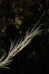 Needleleaf rosette grass